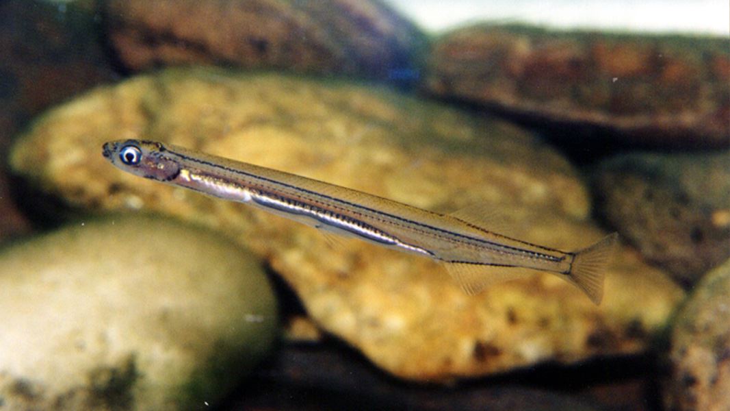 Close up on whitebait underwater. 