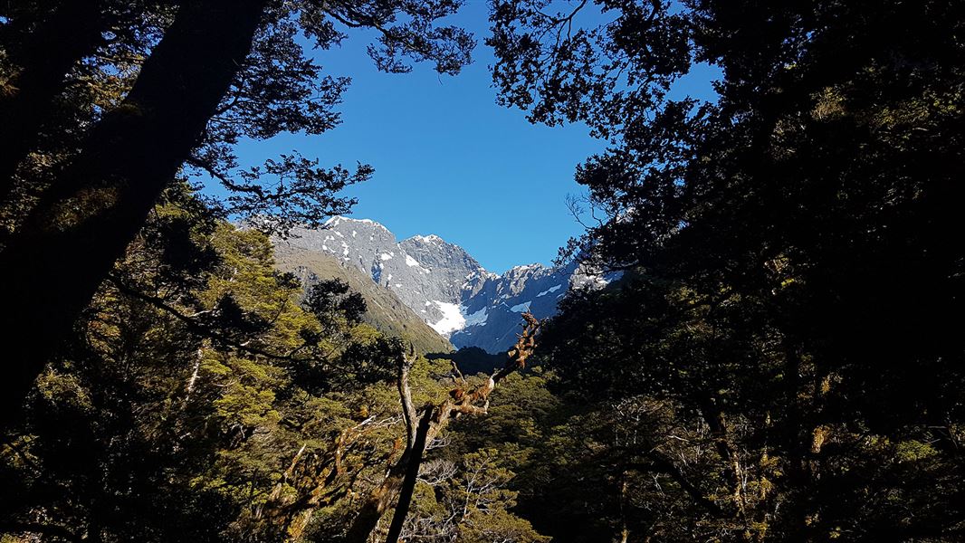 View of snowy mountain from between trees.