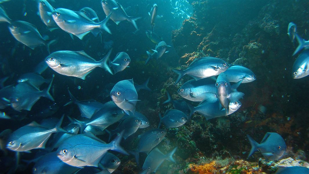 A shiny blue school of blue maomao fish swimming amongst the seabed and rocks.