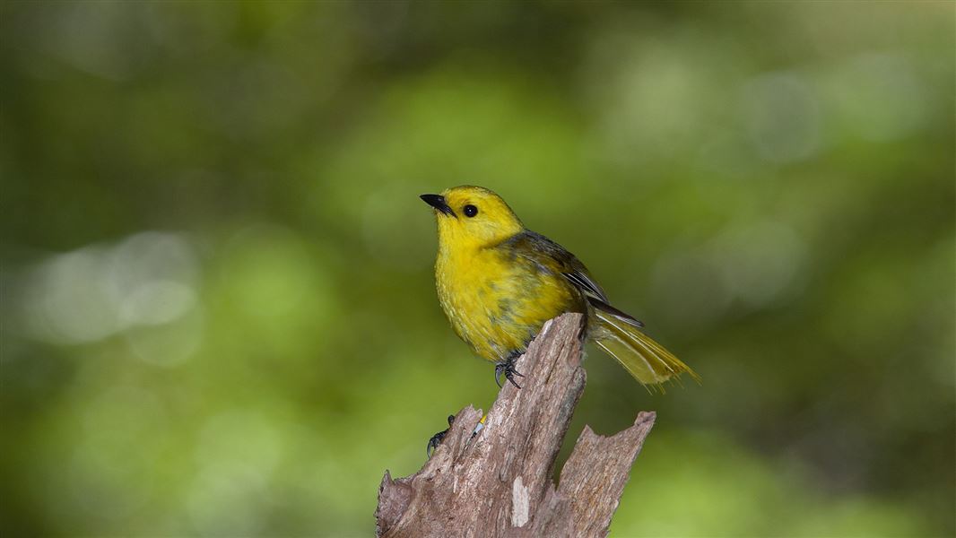 A Yellowhead/mohua with a yellow body, black beak and slightly grey wings sitting on a broken branch.