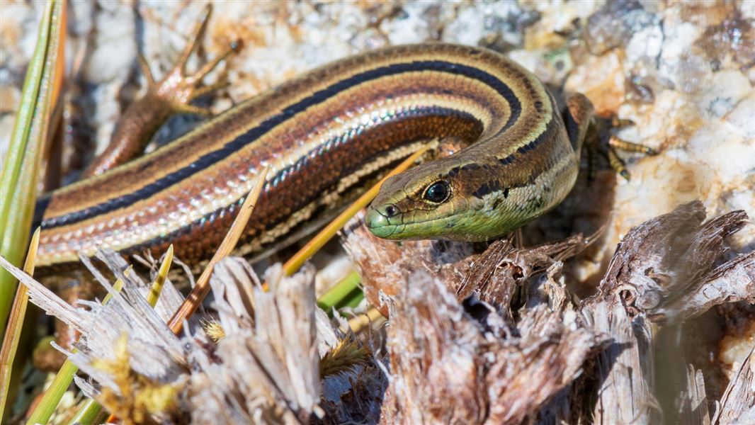 Oligosoma stenotis (small-eared skink)