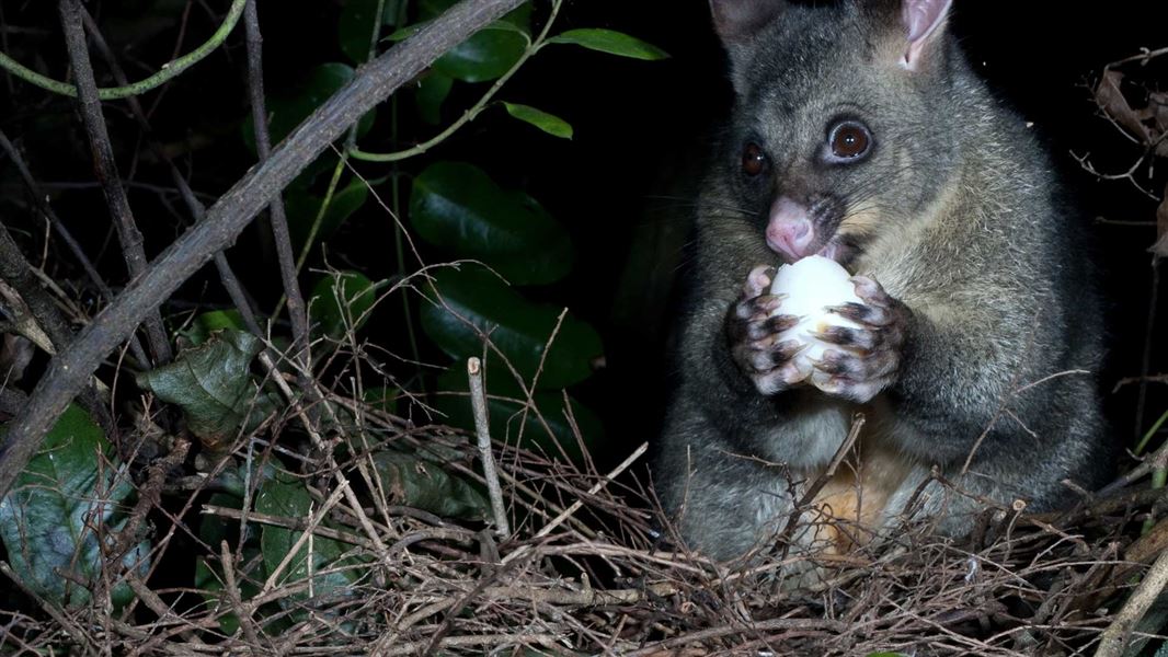 Conservation in New Zealand - dead brushtail possum in a bush pest