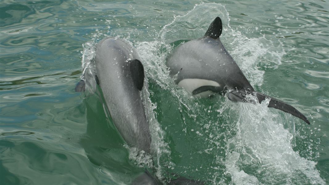 Two dolphins dive together.