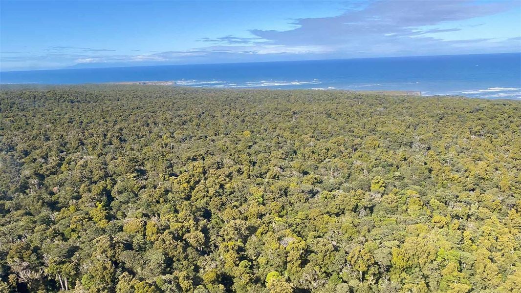 Mixed Podocarp Broadleaved Forest in the Waitutu area, the one-hectare plot is near the centre of this image