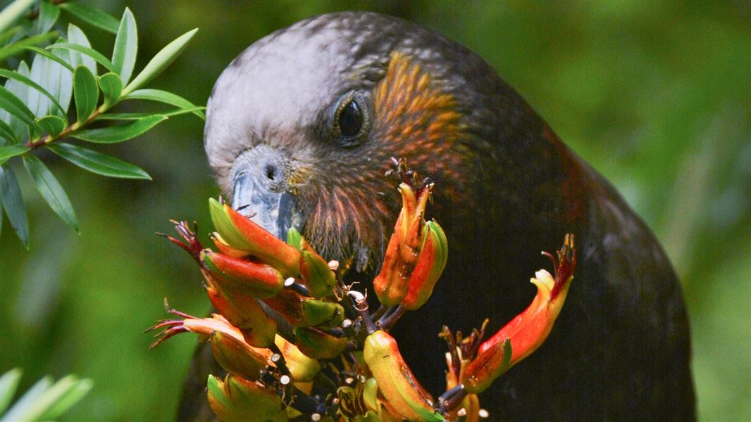 Kākā.