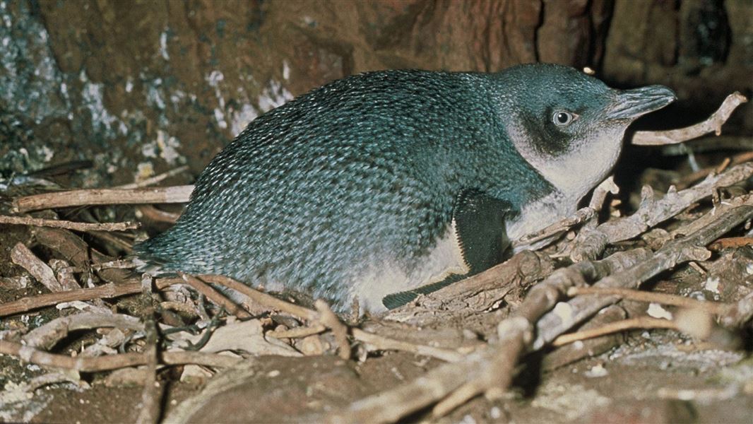  Little Blue Penguin