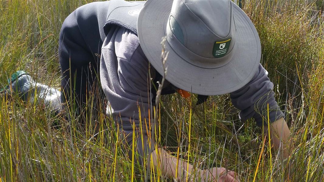 DOC ranger working at Whangamarino Wetland, Waikato