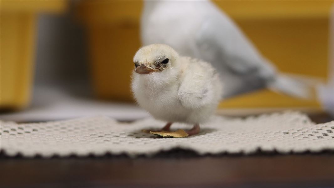 Tara iti chick in front of 3D printed adult bird.