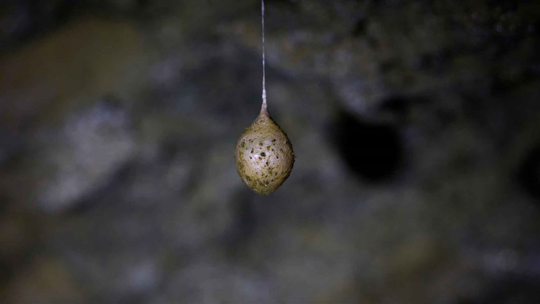 Cave Closes To Save Spiders 2022 Media Releases   Egg Sac Hero 