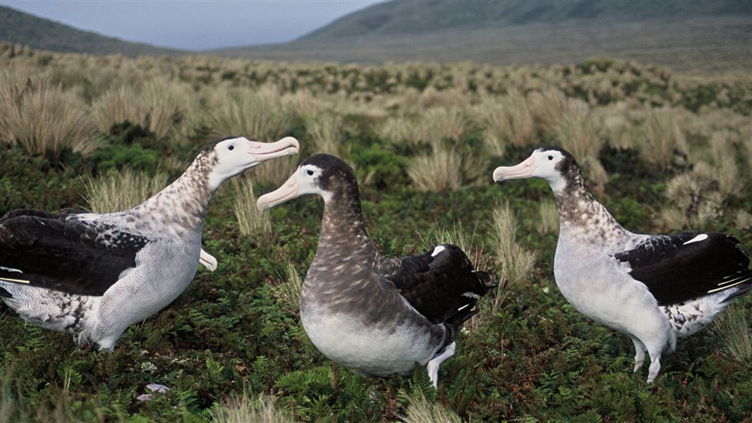 Antipodean albatross.