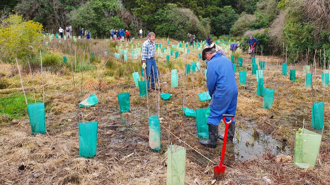 People planting trees. 