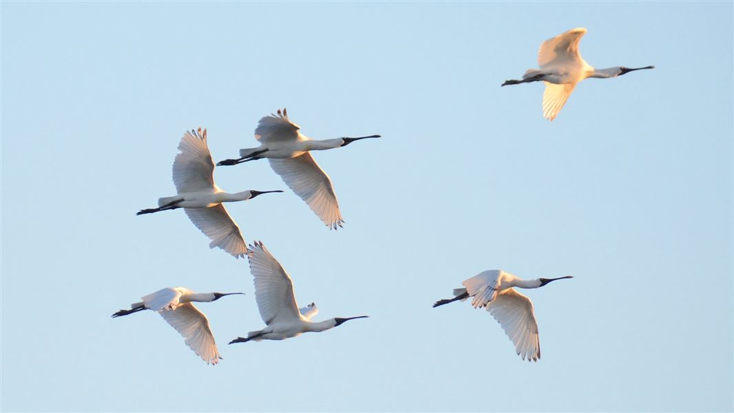 Spoonbills in flight. 