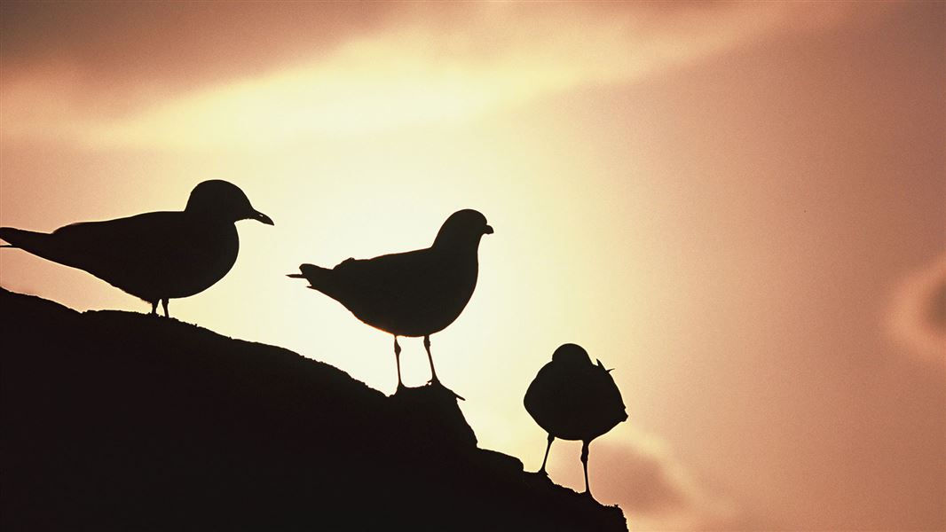 Silhouettes of seagulls. 