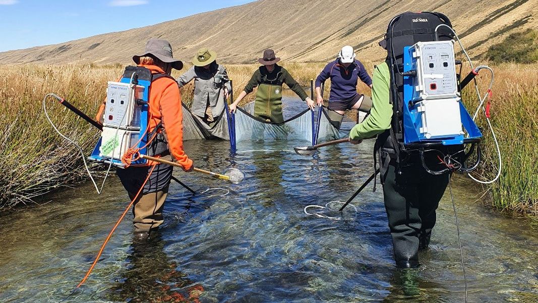 Group wading in a stream with nets. 