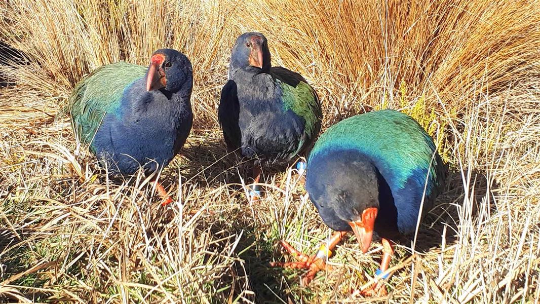 Takahē 