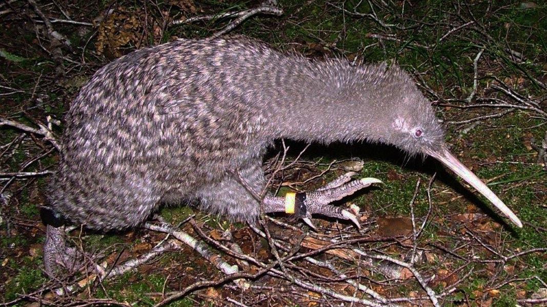 Little spotted kiwi running. 