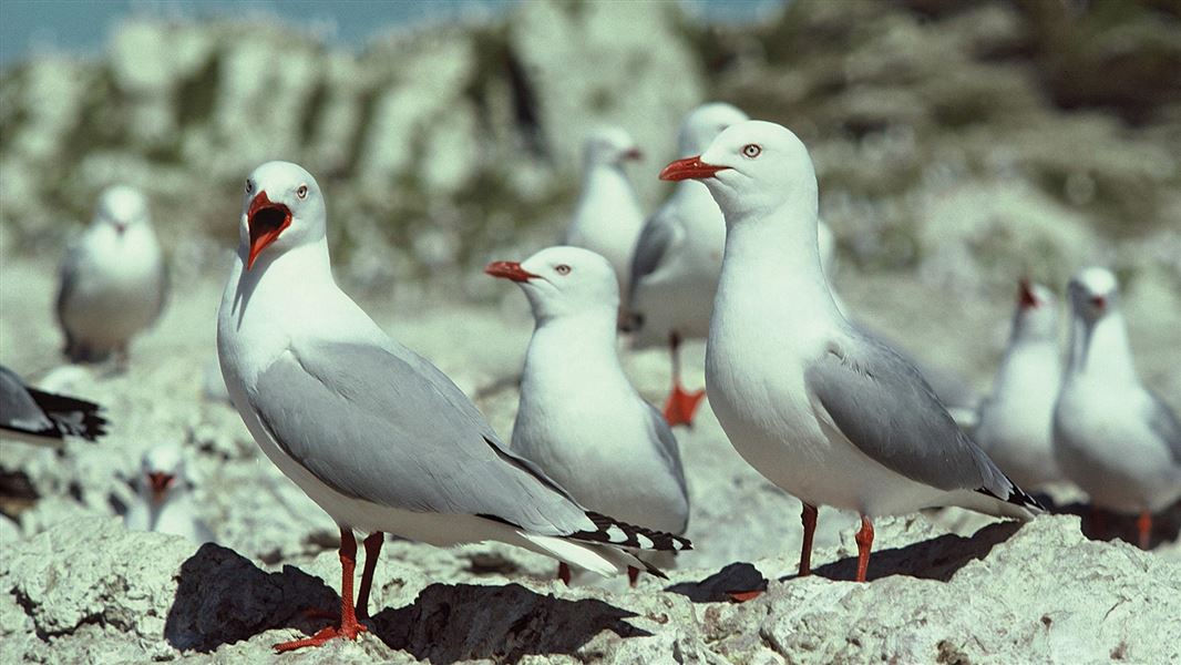 A group of white gulls with red beaks on a rock.