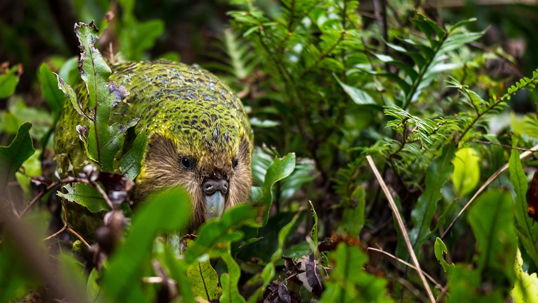 A green Kākāpō sneaking through the trees and branches