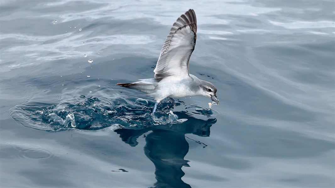 Fairy prion/tītī wainui flying across the water.