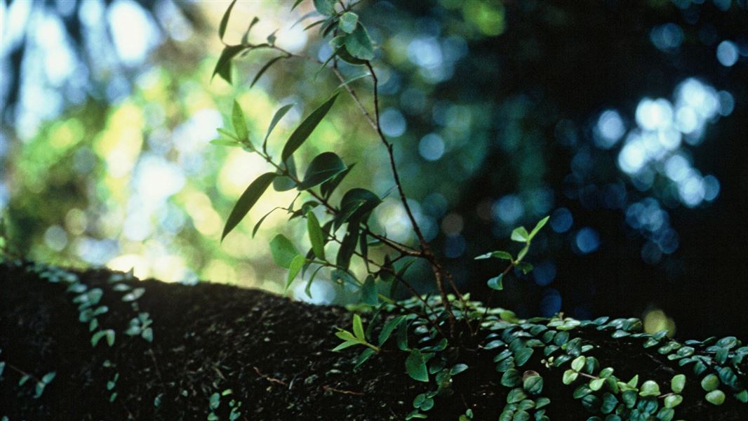 Small rata seedling sprouting on stump.