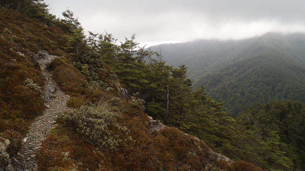 The track down to Waipahiki River