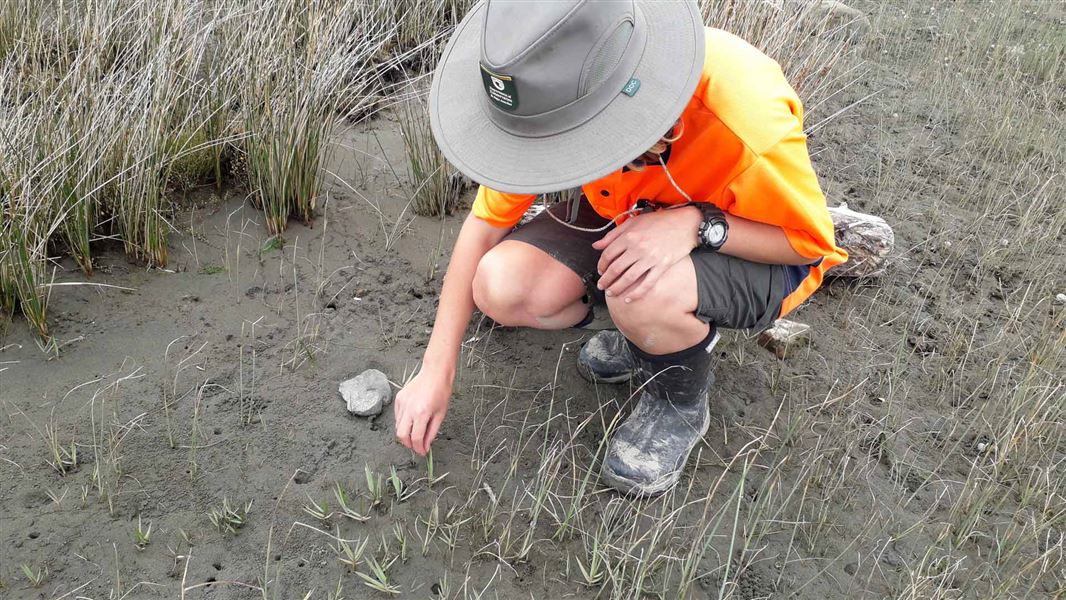 Spartina control in the Manawatu Estuary. 