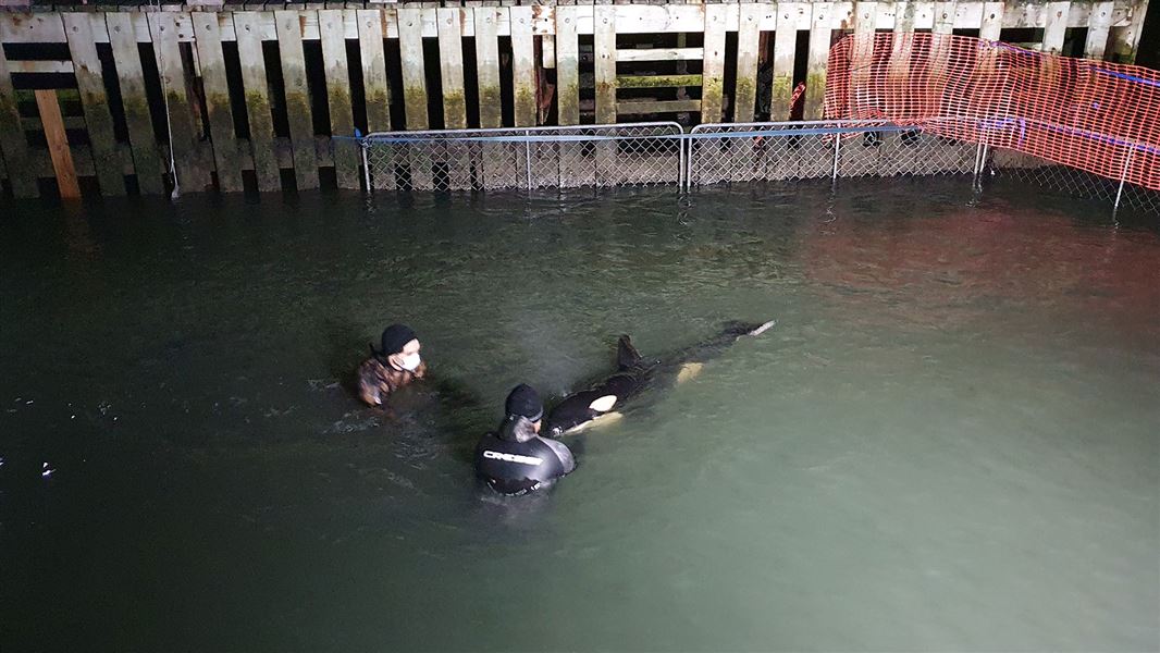 Two people in water near orca calf.