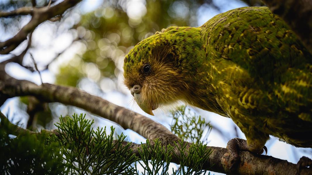 Close up of Tautahi the kakapo on a branch.