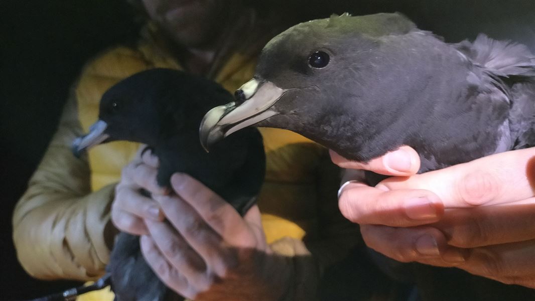 Two Tāiko/Black Petrel birds being held by people.