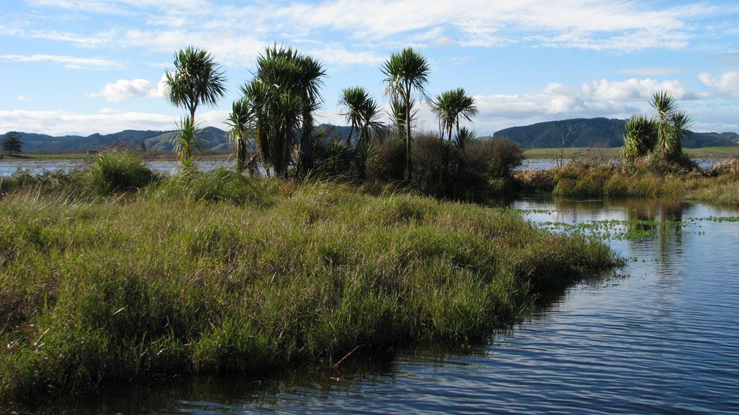 Whangamarino Wetlands. 