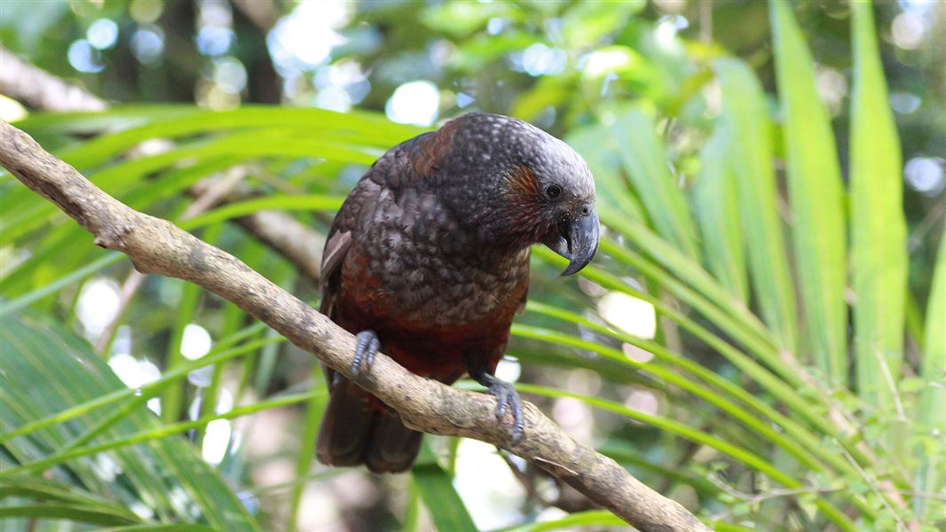 Kākā on tree branch.