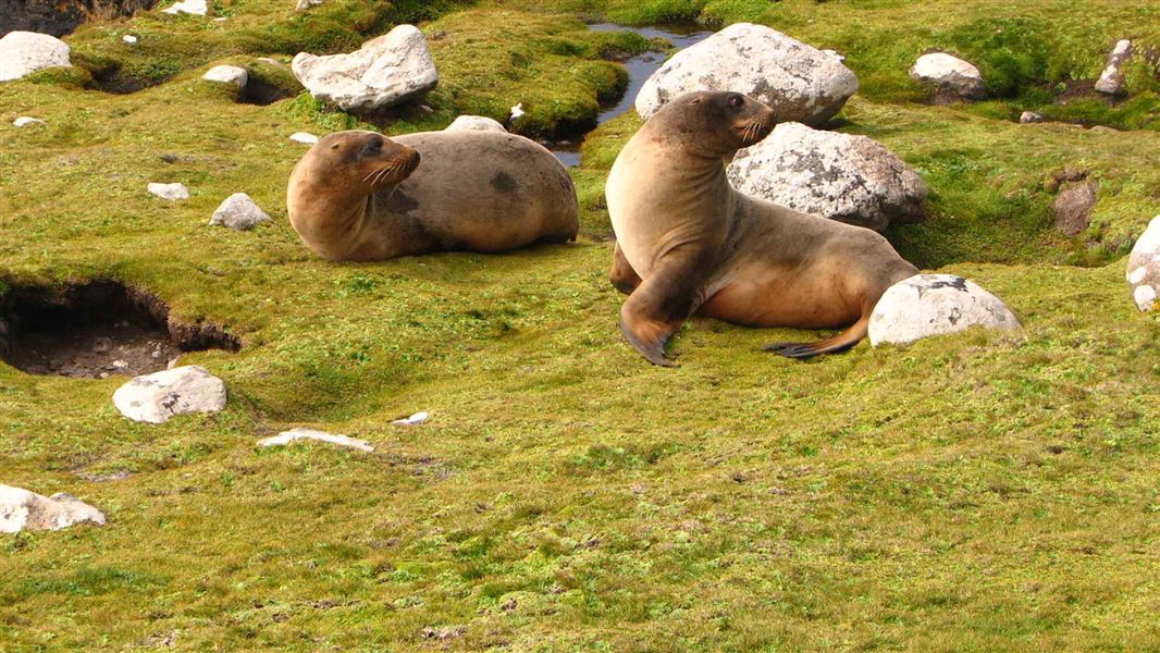 New plan to protect sea lions: Media release 3 July 2017