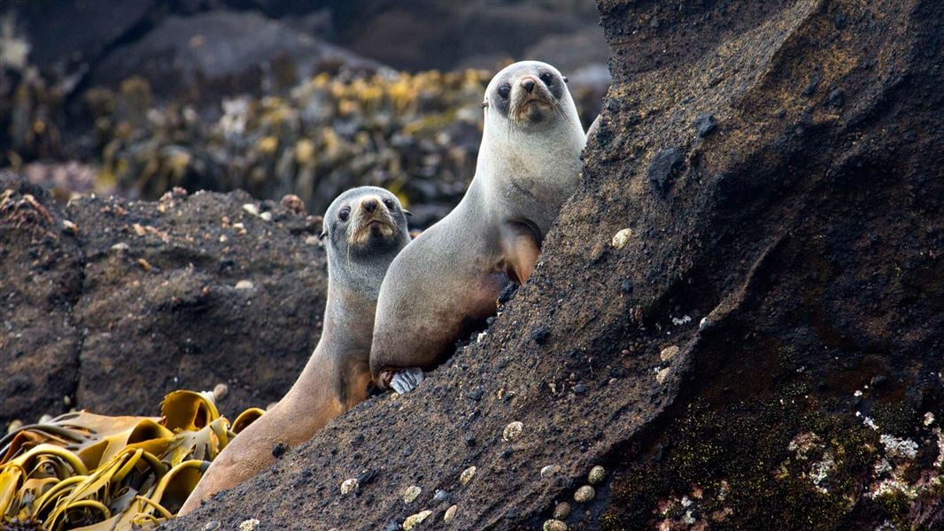 Fur seals, Antipodes Island. 