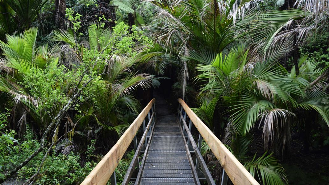 Bridge on Nikau Loop track.