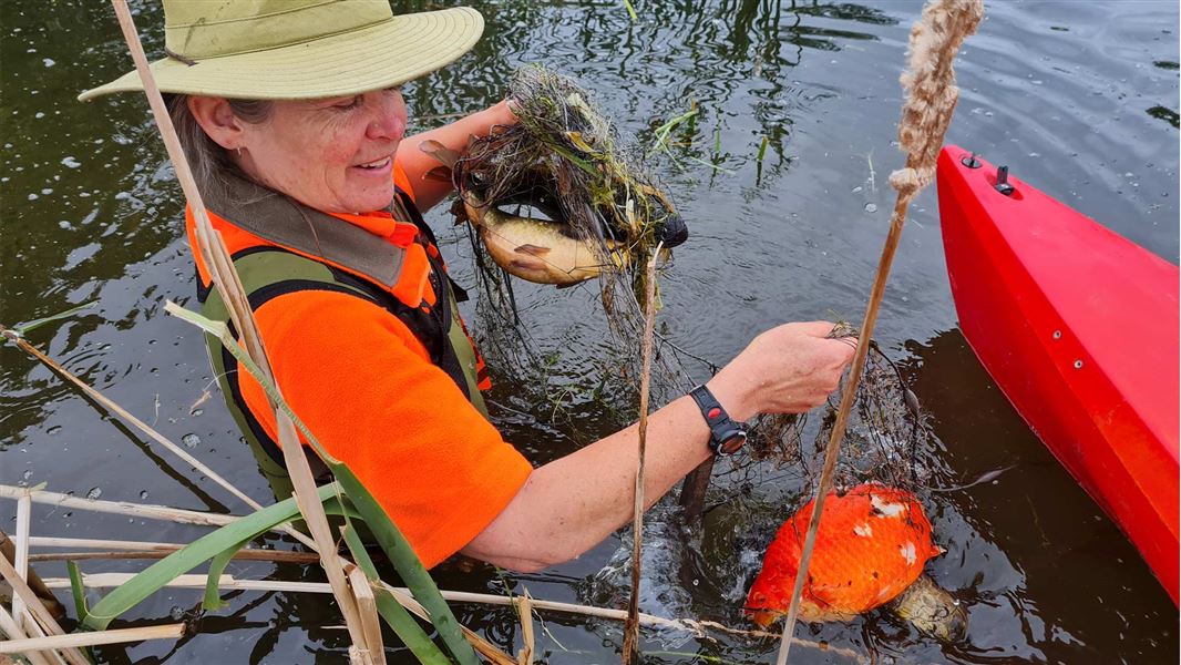 Person in river with koi carp in a net. 