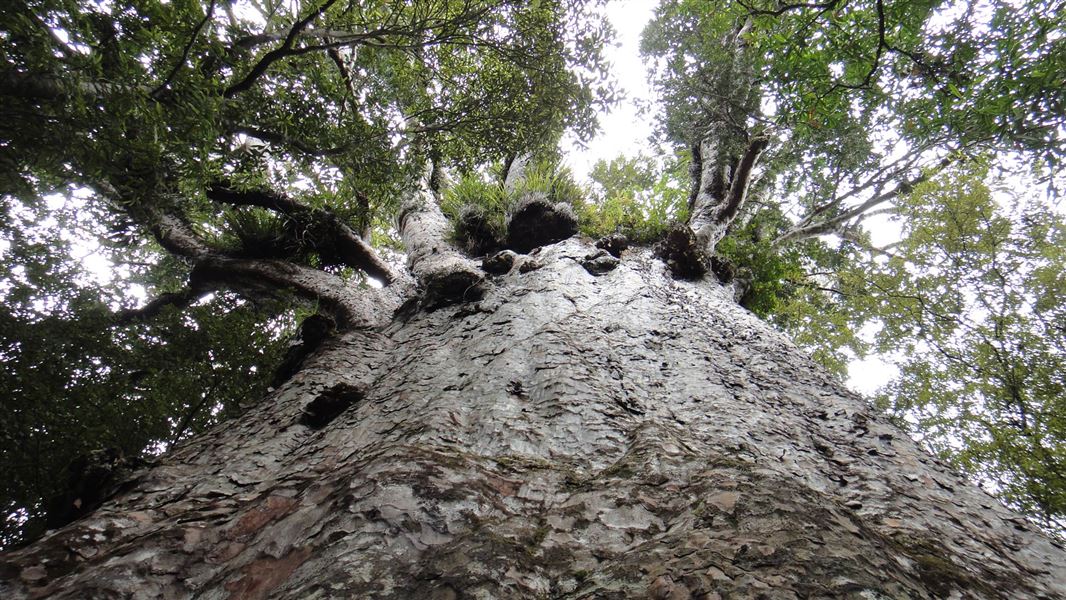 Looking up at kauri tree. 