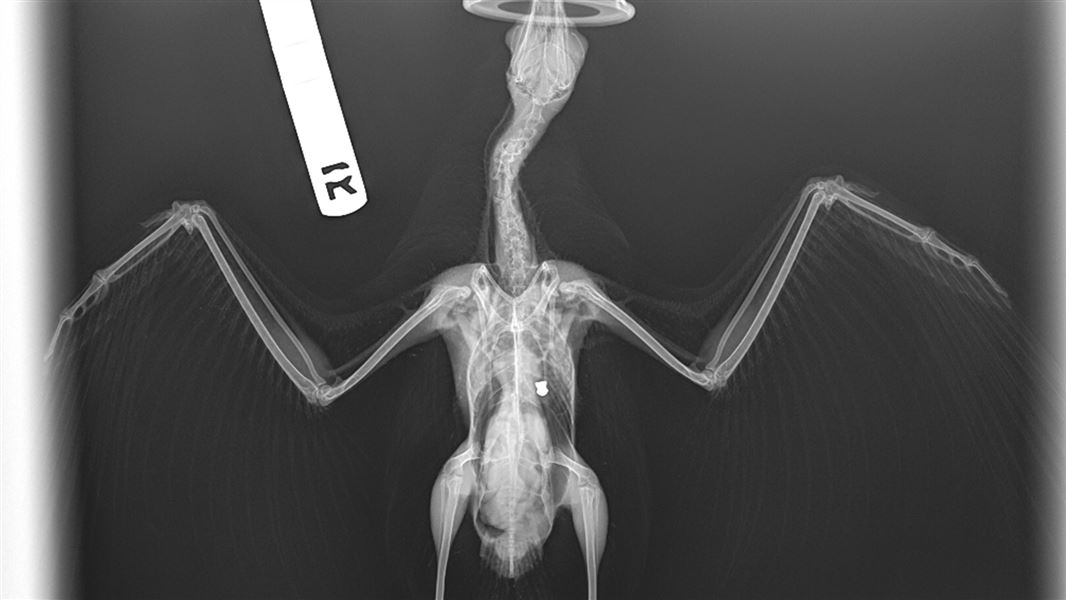 An xray of a red-billed gull with a BB gun pellet in its chest cavity