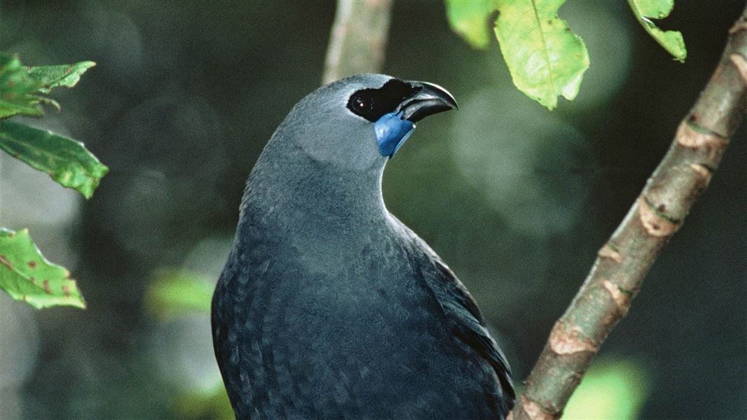 North Island kōkako, Puketi State Forest.