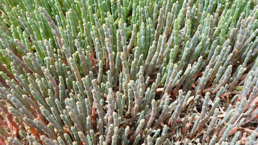 Close-up of glasswort in New Zealand