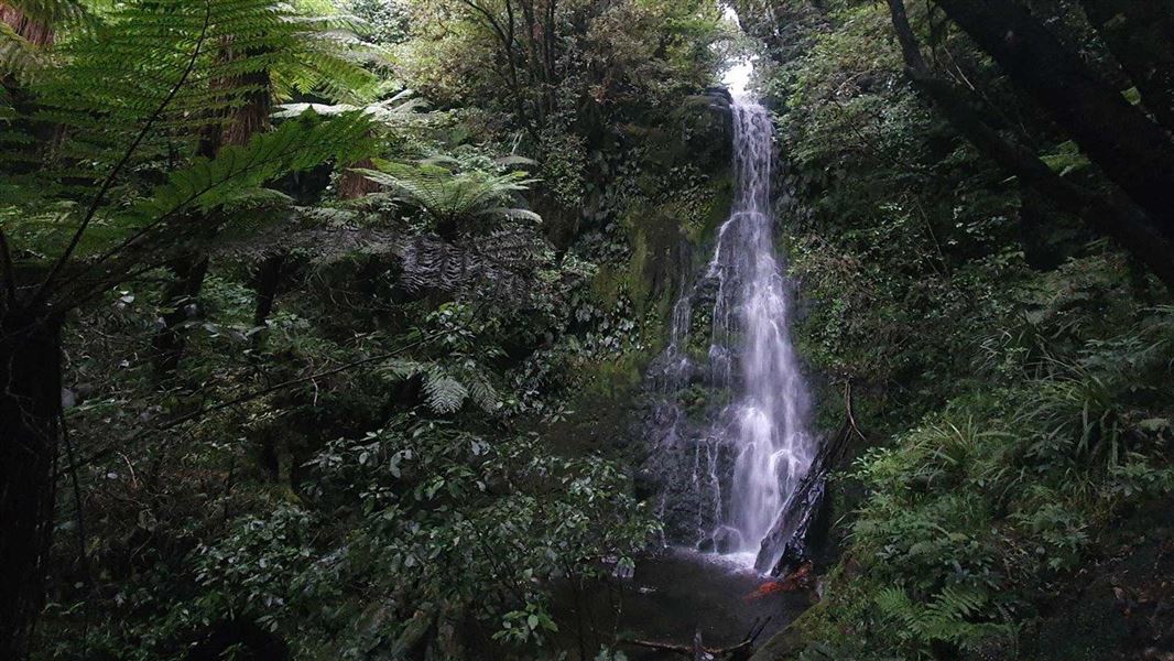 Ferns and deep green leaves with a veil like waterfall landing in a small pool of water.