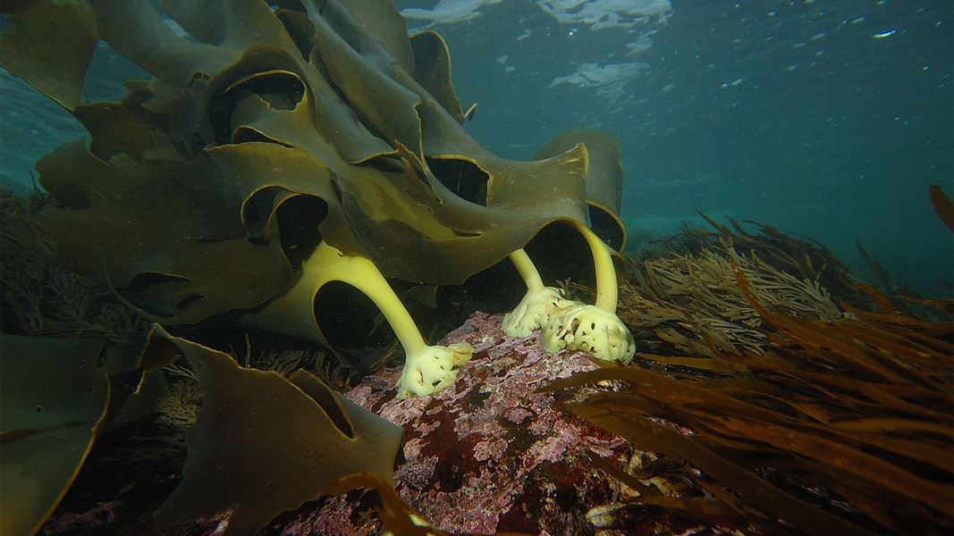 Bull kelp