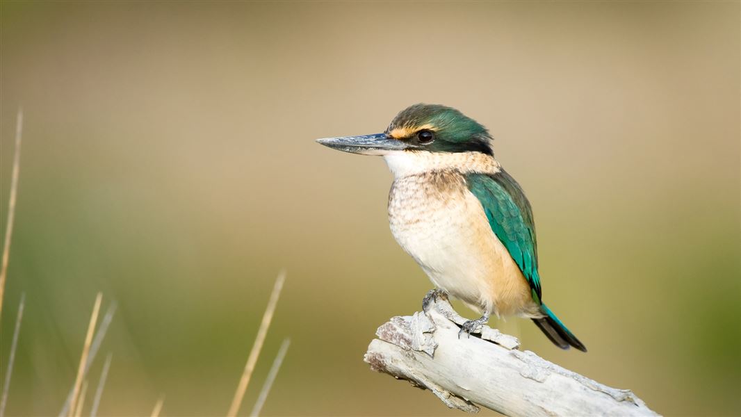 Kingfisher sitting on a branch.