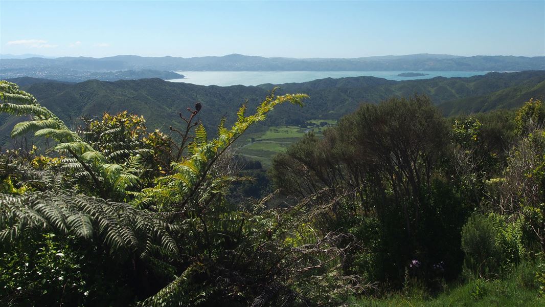 View of Wellington harbour from Butcher Track. 