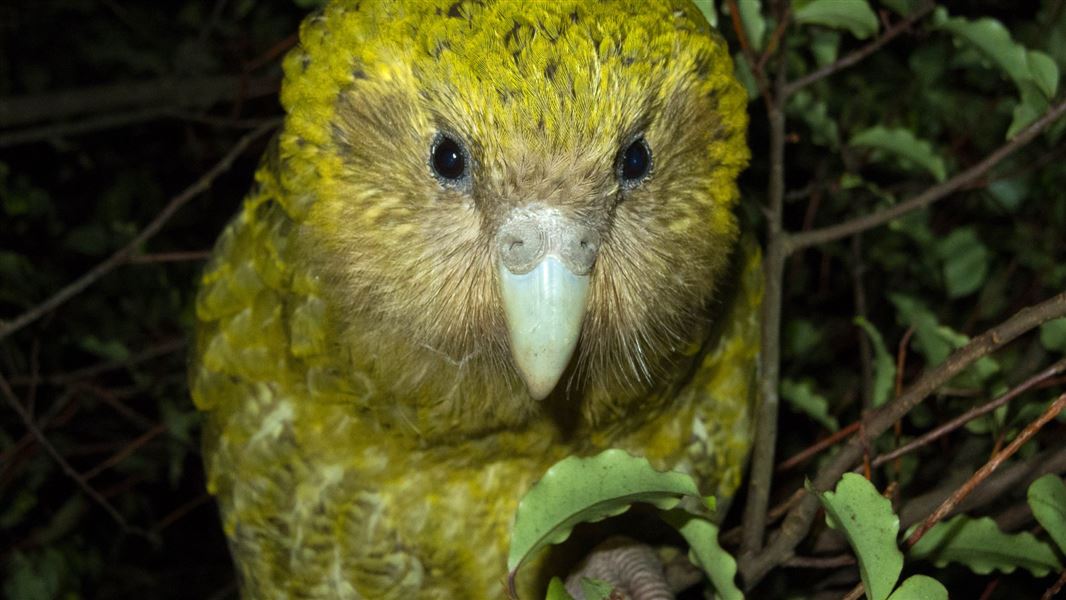 Kākāpō