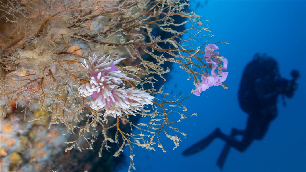 A close up of a soft lilac plant growing from a underwater cliff with a the shadow of a scuba diver holding a camera nearby.