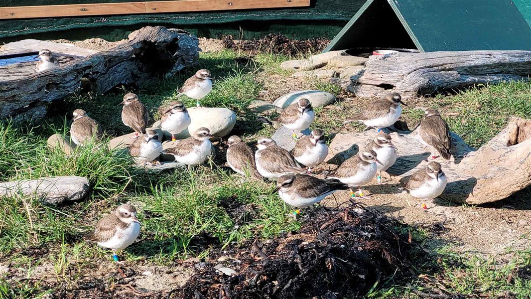 18 shore plover birds in pre-release aviary.