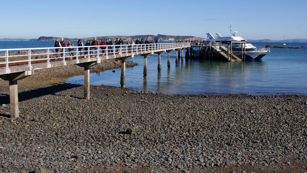 Ferry at Tiritiri Matangi Island wharf. 