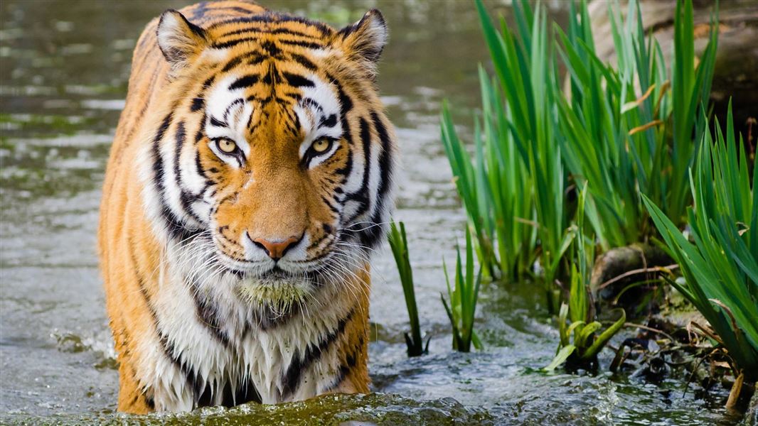 Tiger walking through shallow water by the reeds.