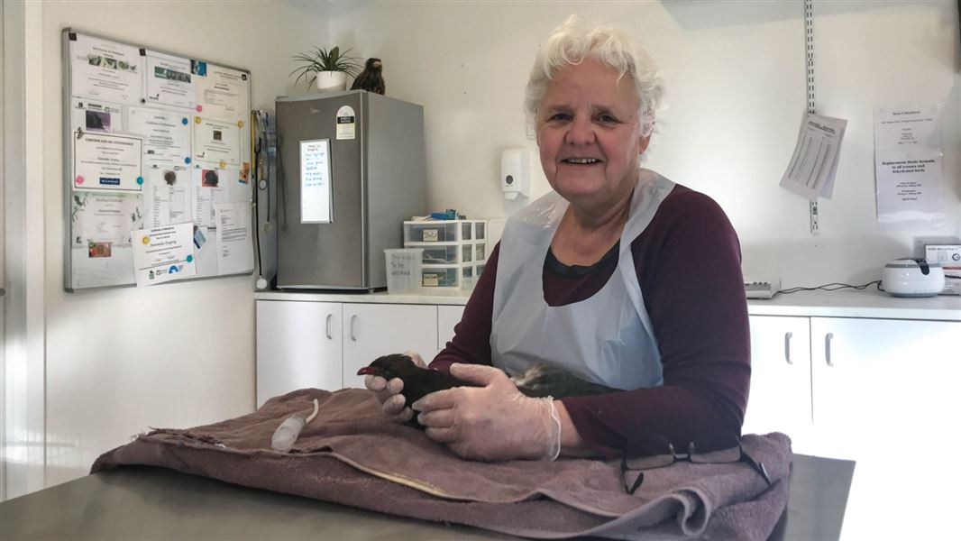 Annemieke aids an injured Kererū at 