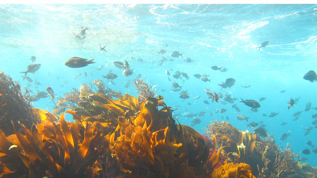 Underwater photo of fish swimming above seaweed.